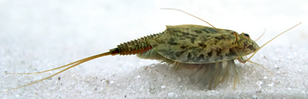 Triops cancriformis