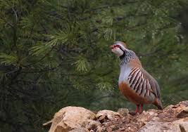 Extremadura ‘referente’ con un centro de referencia de perdiz roja
