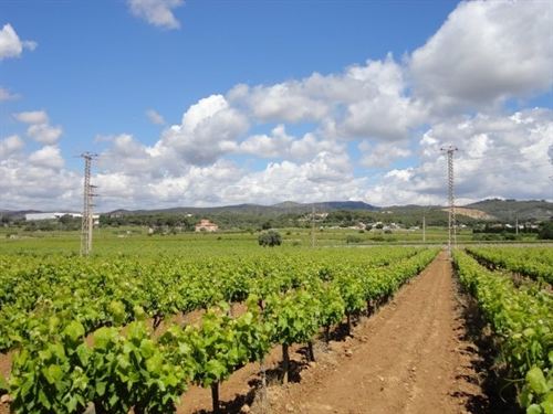 Endesa reforma una línea eléctrica para proteger a una pareja de águilas perdiceras