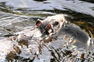 Mamíferos invasores ponen en peligro la biodiversidad cubana