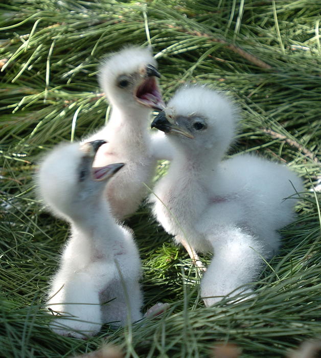 La región alcanza un récord histórico con 80 nuevos pollos de águila imperial