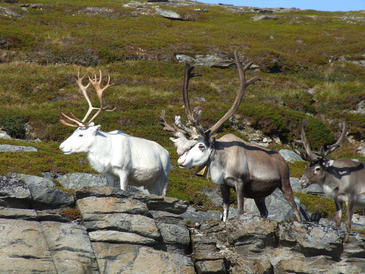 La nariz roja de los renos les ayuda a aguantar el frío