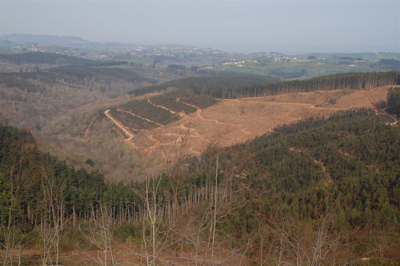 NO al eucalipto en el Norte de España
