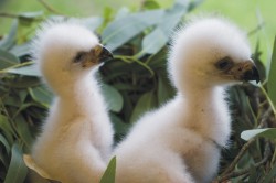 La Junta garantizará la supervivencia de un pollo de águila imperial rescatado en Sierra Pelada