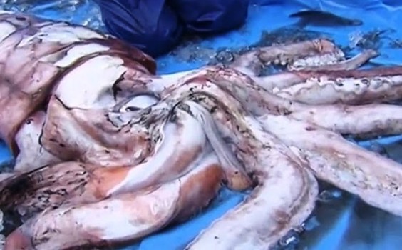 Capturado en Getaria un calamar gigante de tres metros y 80 kilos