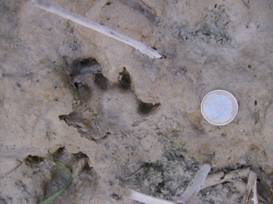 “Las nutrias ya se encuentran a las puertas de la ciudad de Murcia”