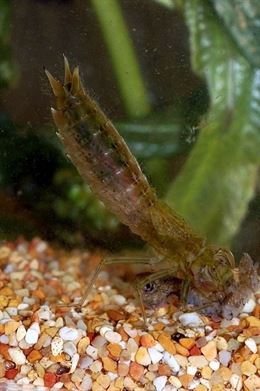 La contaminación del agua pone ‘contra las cuerdas’ a renacuajos y otros anfibios