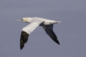 La investigación ornitológica ofrece respuestas al cambio climático y a la política pesquera en el Congreso de SEO/BirdLife