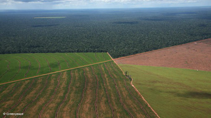 Bosques en Argentina