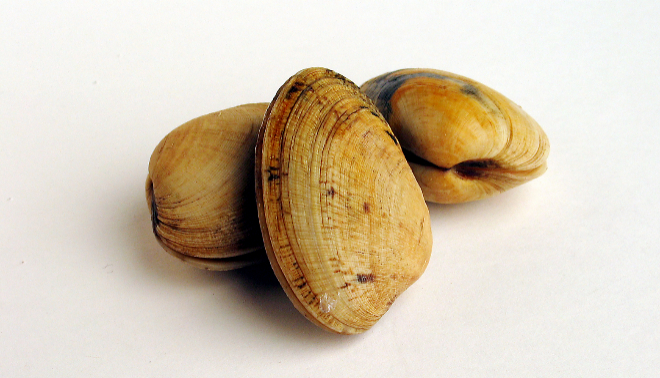 Qué se contagian berberechos