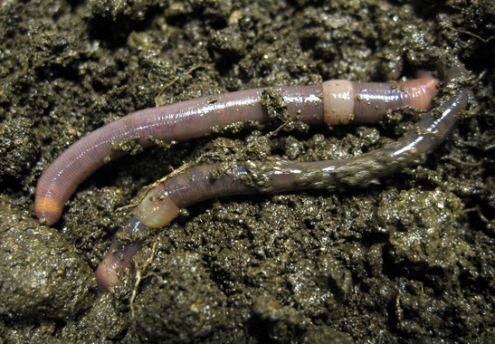 Conoce el primer mapa europeo de las lombrices del planeta