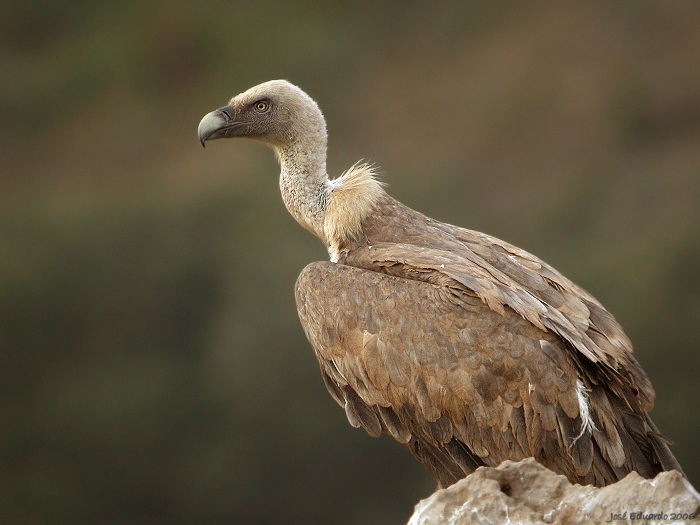 Rescatado un buitre leonado con dificultades de vuelo en el parking de un centro comercial