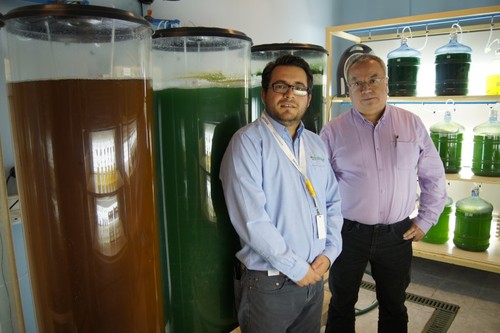 Chile utilizará algas para filtrar metales pesados del agua