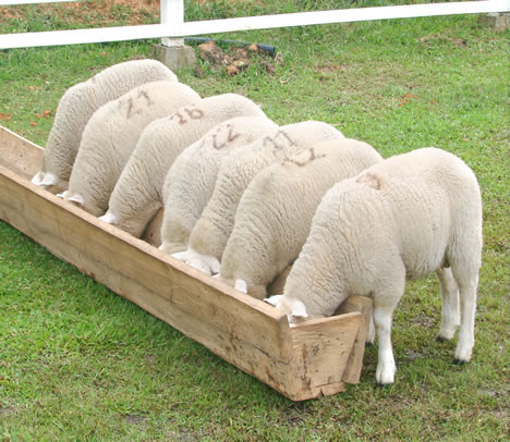 Una cooperativa extremeña inicia una acción de intercooperación con una catalana para promocionar la lana regional