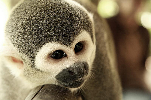 Medio Ambiente recuperó más del 53% de los animales tratados en la red de centros de Andalucía durante 2009