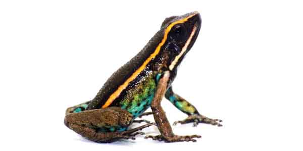 Perú. Descubren una nueva especie de rana en la Reserva Comunal Amarakaeri