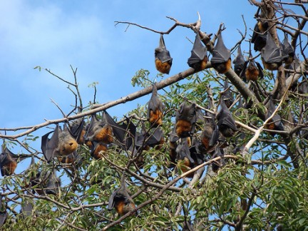 La  primavera avanzada favorece a los murciélagos hembra