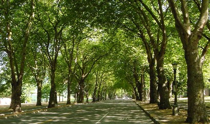 Madrid necesita ‘ya’ un Plan Director del arbolado urbano
