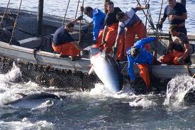 Los almadraberos dan la campaña por iniciada con la "incertidumbre" de la cuota