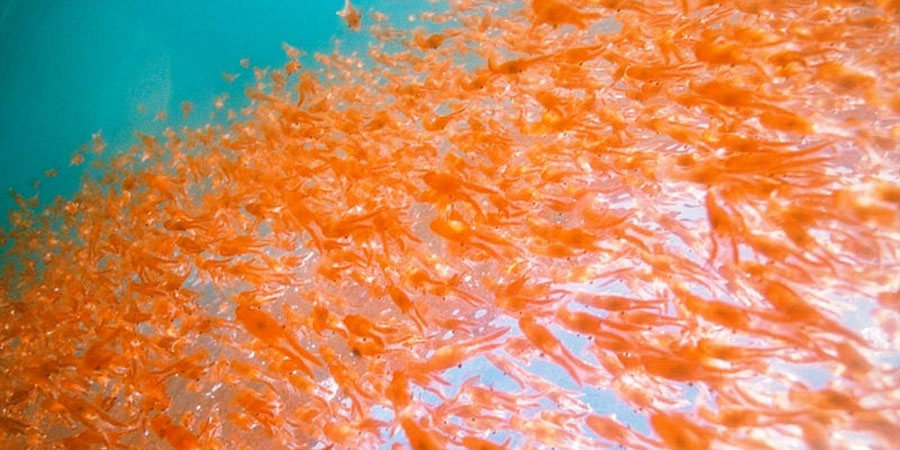 El calentamiento global reducirá drásticamente hábitat del krill en Antártica