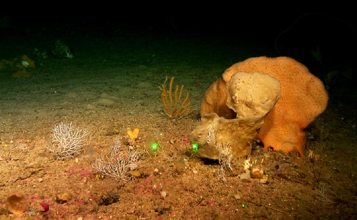 Más esponjas en Mallorca