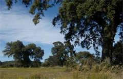 Capítulo Especial Los Bosques en España (2011 Año Internacional de los Bosques)