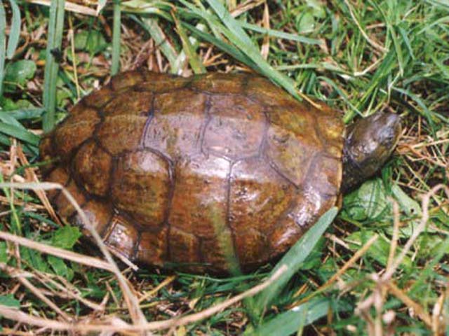 En la Albufera sur. Liberados en Valencia cuatro ejemplares de Galápagos europeos