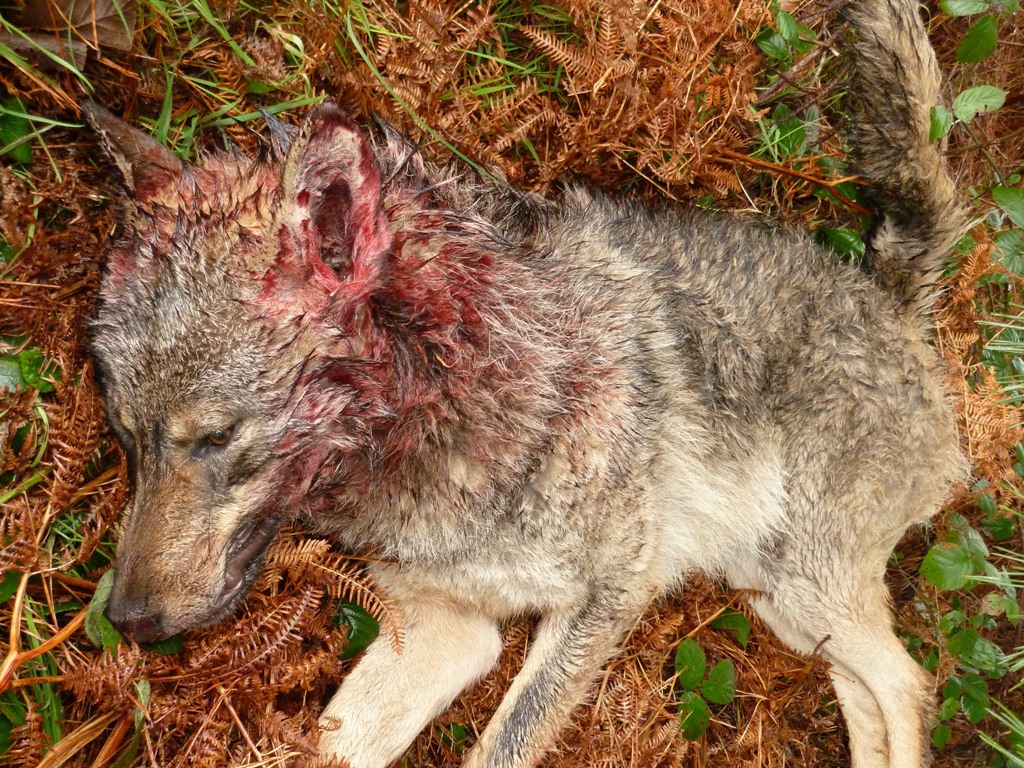 Los ecologistas asturianos no iremos al Concejo del Lobo como comparsas