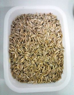 Proyecto para convertir residuos de cereales en aditivos para mejorar envases