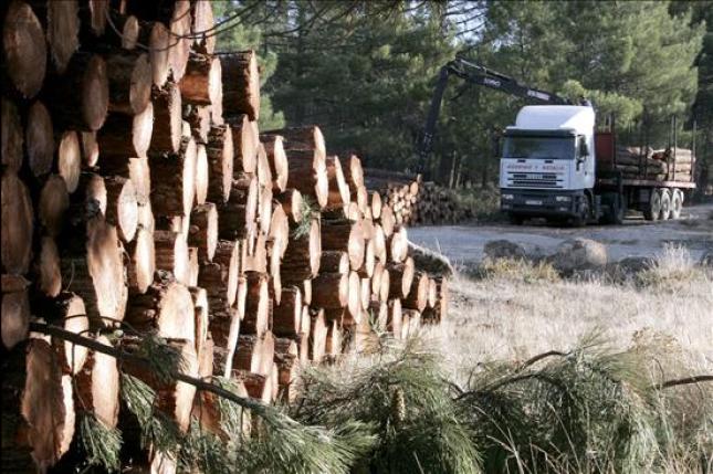 EQUO Gipuzkoa denuncia la futura tala de 42 árboles en el Intituto Peñaflorida de Donostia y reclama a las autoridades una solución ante semejante ataque ecológico