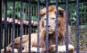 León Kivú dirá adiós al Simón Bolívar