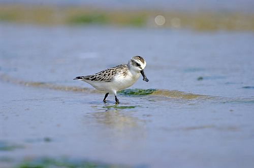 El correlimos cuchareta