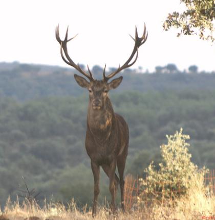 Una tesis doctoral plantea indicadores para evaluar la calidad cinegética en el ciervo