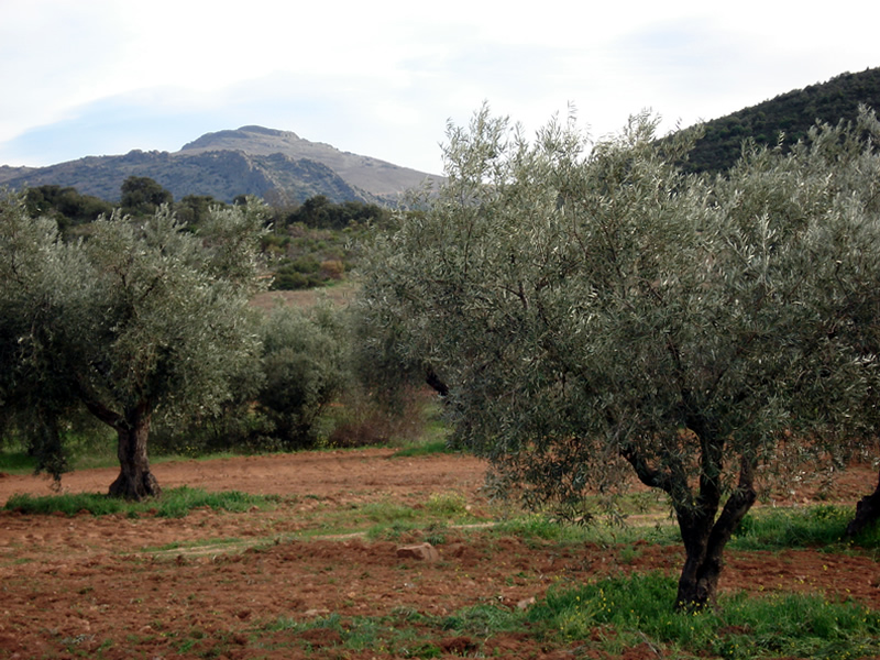 Medio Ambiente publica el Informe Anual del Inventario Español del Patrimonio Natural y la Biodiversidad