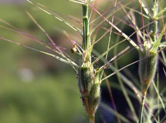 Biodiversidad agrícola