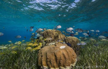 Ecosistemas costeros