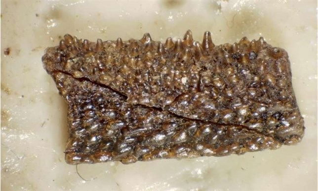 Un pez ancestral ilumina uno de los misterios de la infancia