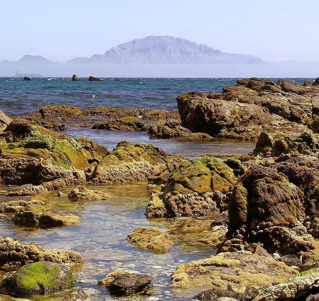 Ecologistas dicen haber detectado 3