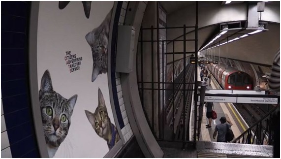 Gatos en el metro: una experiencia diferente y edificante