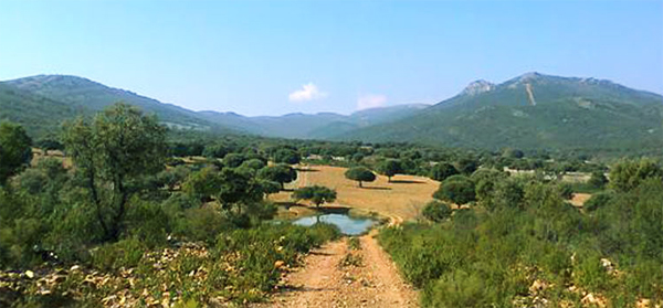 La sociedad civil pide masivamente que no se venda el patrimonio forestal público