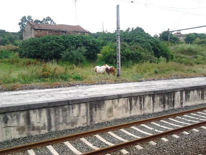 Equo Euskadi solicita a la Diputación Foral de Bizkaia que entregue el potro de la yegua fallecida a un santuario de animales