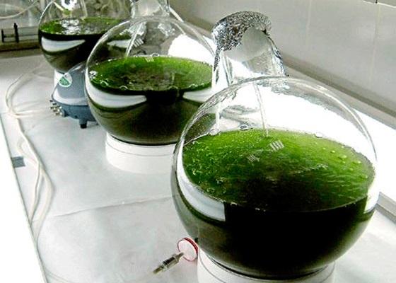 Biofertilizantes a partir de microalgas cultivadas en aguas residuales