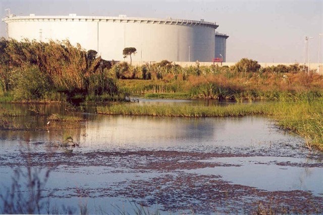 Hasta 16 especies de flora amenazada prosperan con éxito en la Laguna Primera de Palos