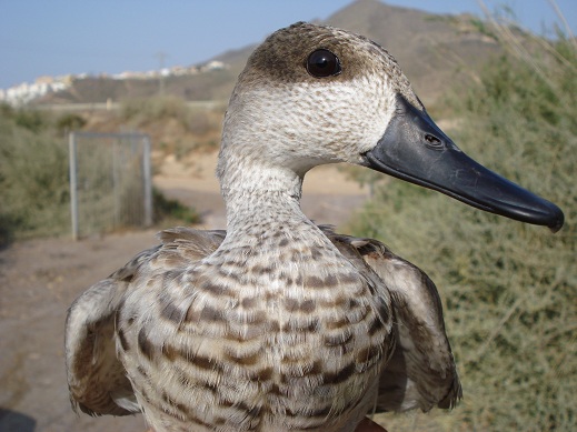Abatida una cerceta pardilla