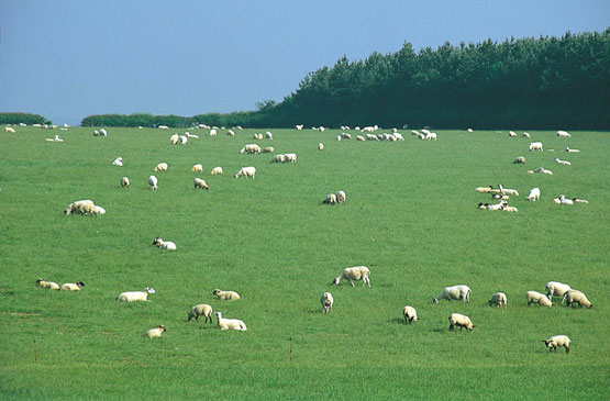 Defensa de la ganadería extensiva