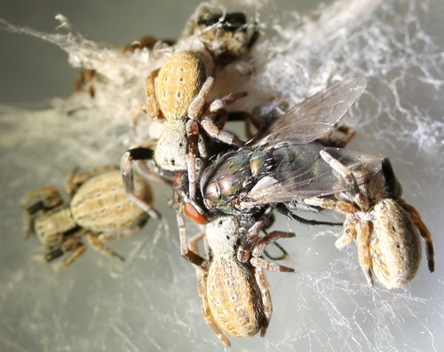 El genoma de dos arañas brasileñas proporciona nueva información sobre la producción de veneno y de seda