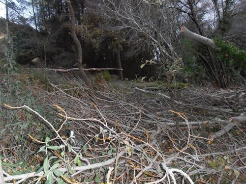 Tala ‘salvaje’ de árboles protegidos en el paraje conocido como rambla de la Regidora en Bullas (Murcia)