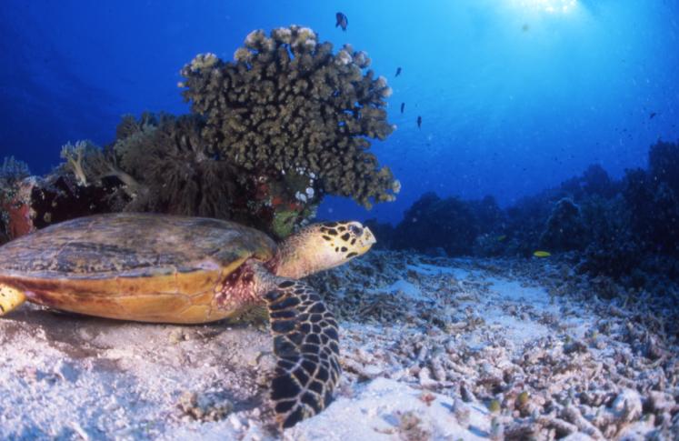 Desechos militares amenazan a los océanos