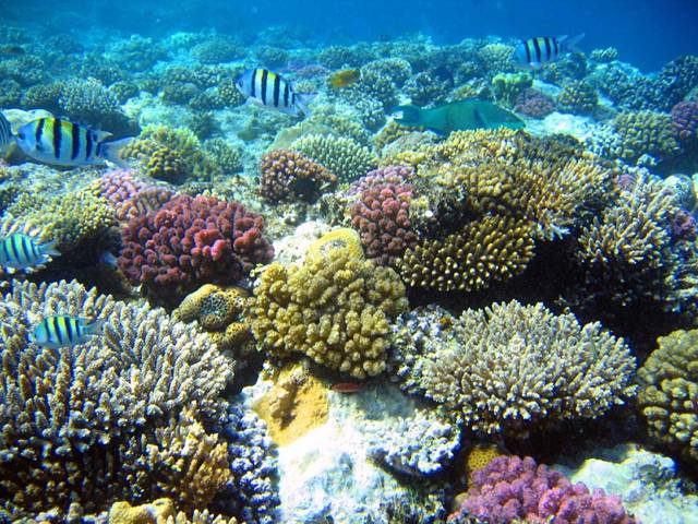 Un cambio climático llevó hace miles de años a los arrecifes de coral a un colapso integral