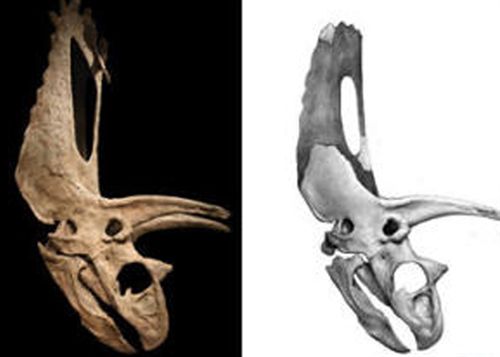 Descubierto el ancestro de los dinosaurios con cuernos